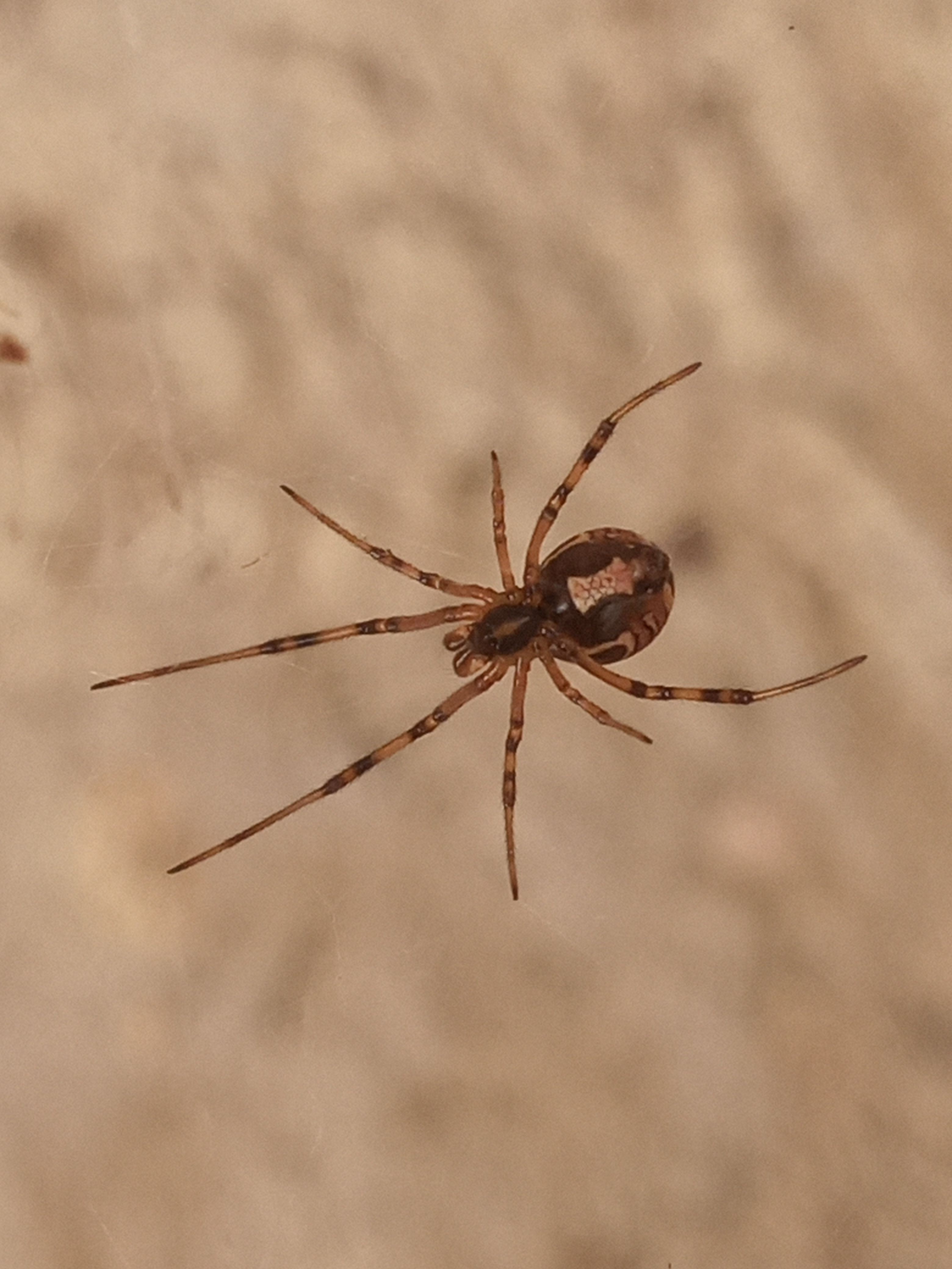 Fotografía de una araña