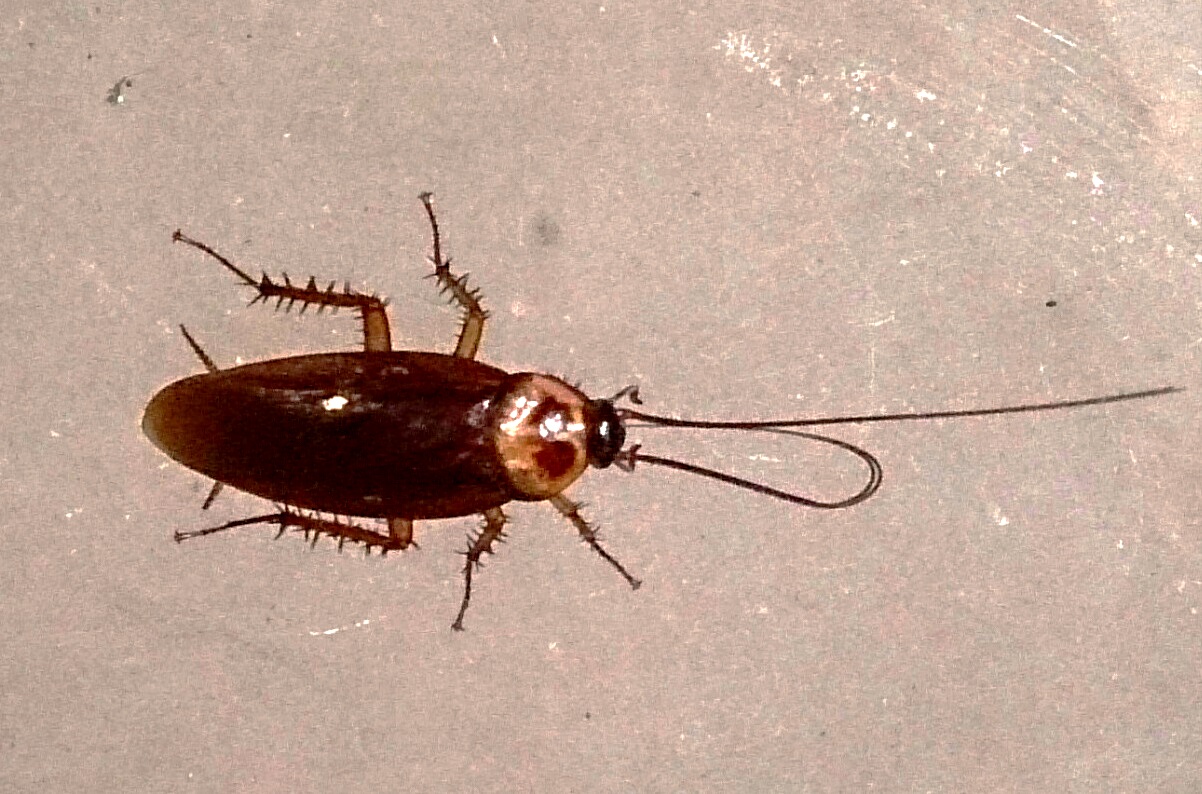Fotografía de una cucaracha