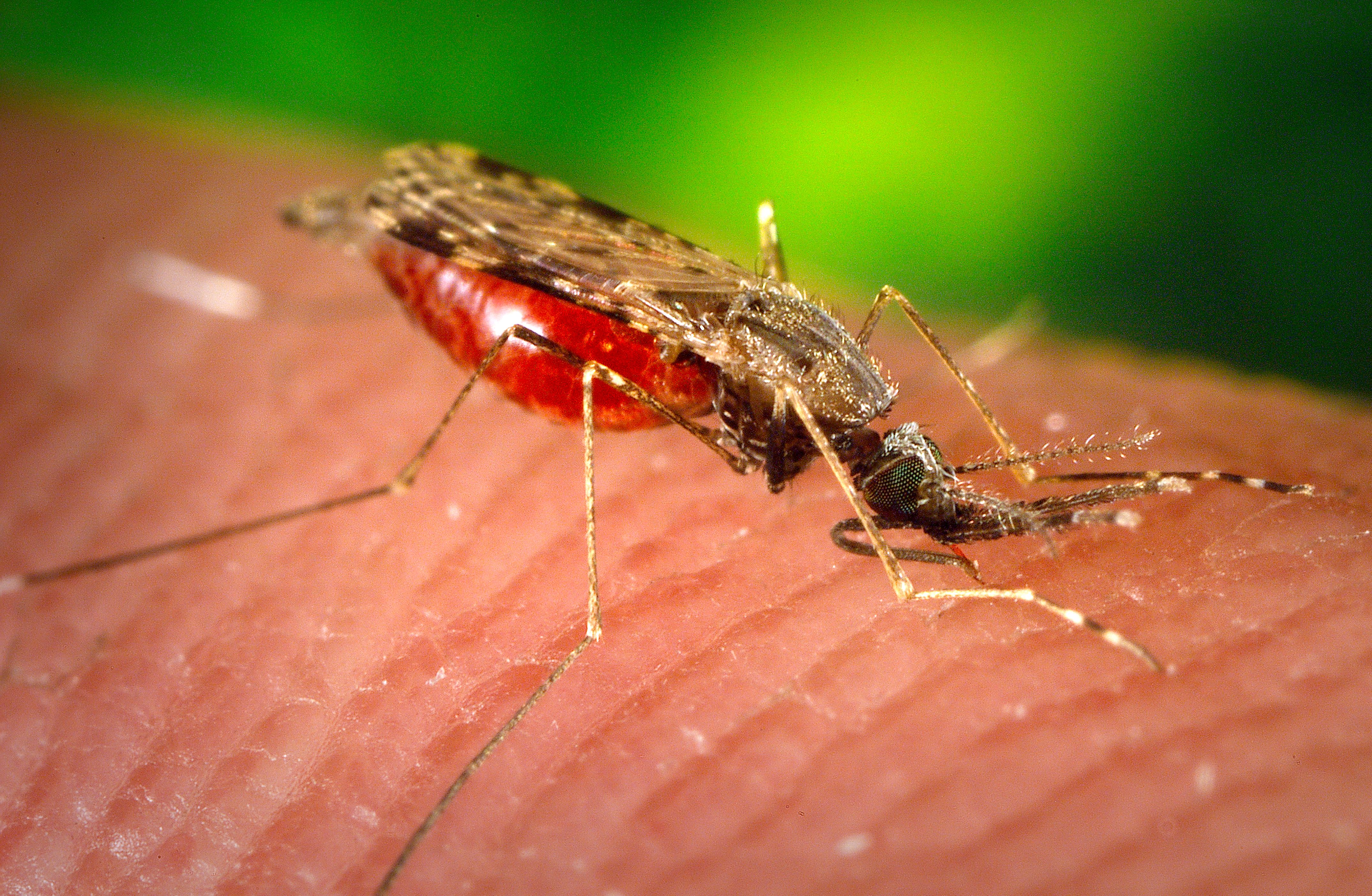 Fotografía de un mosquito